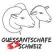 (c) Ouessant-schafe.ch